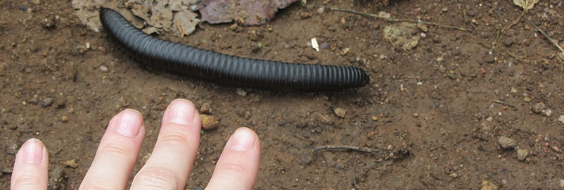 Veterinary field image 9